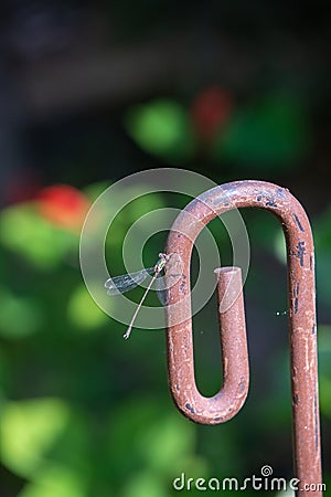 Enallagma cyathigerum (common blue damselfly, common bluet, or northern bluet Stock Photo