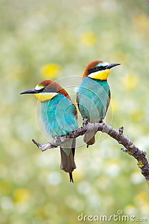 Enamored birds Stock Photo
