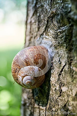 Encapsulated land snail Stock Photo