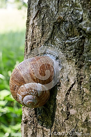 Encapsulated land snail Stock Photo