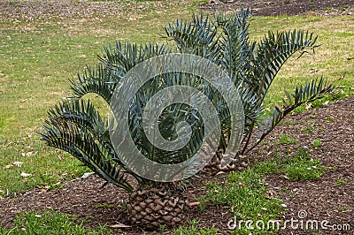 Encephalartos trispinosus or bushmans's river cycad in garden Stock Photo