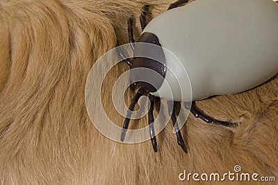 Encephalitis tick on Golden Retriever Stock Photo