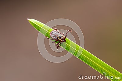 Encephalitis Tick Insect Crawling on Green Grass Close-up. Encephalitis Virus or Lyme Borreliosis Disease Infectious Dermacentor Stock Photo