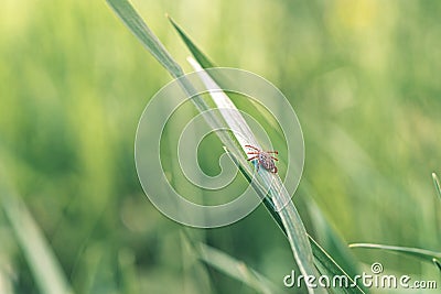 Encephalitis Tick Insect Crawling Green Grass. Encephalitis Virus or Lyme Borreliosis Disease Infectious Dermacentor Stock Photo