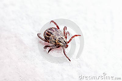 Encephalitis Tick Insect Crawling on White Background. Lyme Borreliosis Disease or Encephalitis Virus Infectious Dermacentor Tick Stock Photo