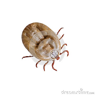 Encephalitis Virus or Lyme Disease Infected Tick Arachnid Insect Pest Isolated on White Stock Photo