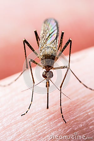 Encephalitis, Yellow Fever, Malaria Disease or Zika Virus Infected Culex Mosquito Parasite Insect Macro Stock Photo