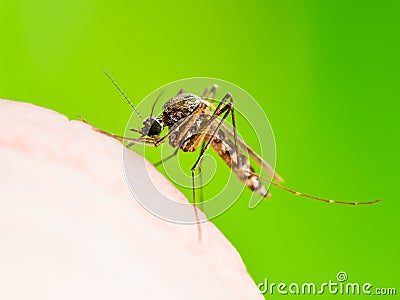 Encephalitis, Yellow Fever, Malaria Disease or Zika Virus Infected Culex Mosquito Parasite Insect Macro Stock Photo