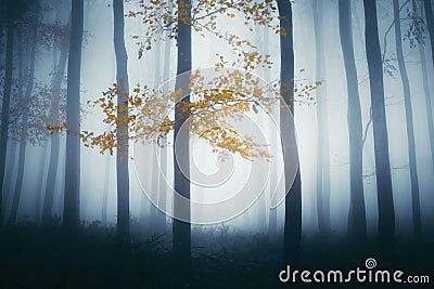 Enchanted autumn woods with mist Stock Photo