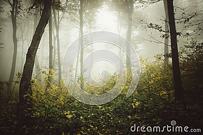 Enchanted autumn woods with mist Stock Photo