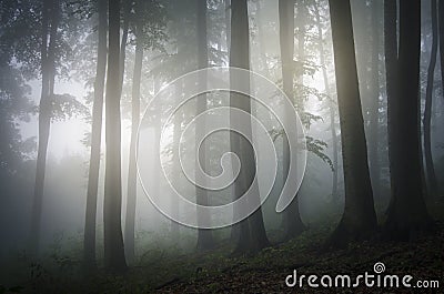 Enchanted fantasy mystical mysterious forest with fog Stock Photo