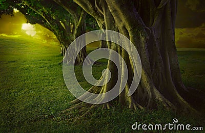 Enchanted forest Stock Photo