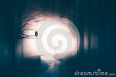 Magic, mysterious forest with trees in fog. Halloween concept Stock Photo