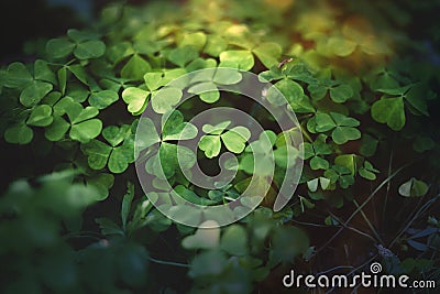 Enchanted forest, meadow clovers . Green witch plants Stock Photo