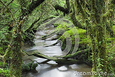 Enchanted Forest, Queulat National Park, Chile Stock Photo