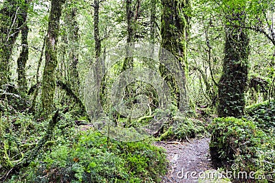 Enchanted Forest, Queulat National Park (Chile) Stock Photo