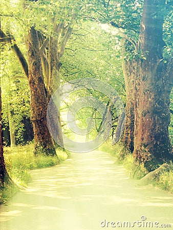 Enchanted Forest with Sun Rays Stock Photo
