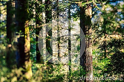 Enchanted Forest Stock Photo