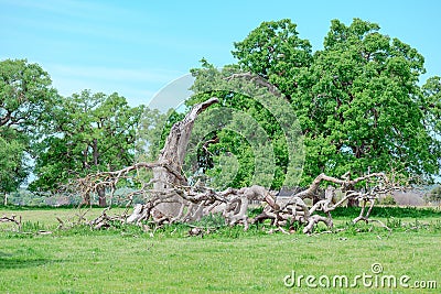 Old Enchanted Tree in Knights Ferrys Cemetery Stock Photo