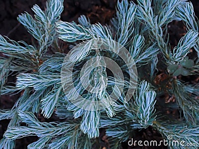 Enchanting blue plants in the park Stock Photo