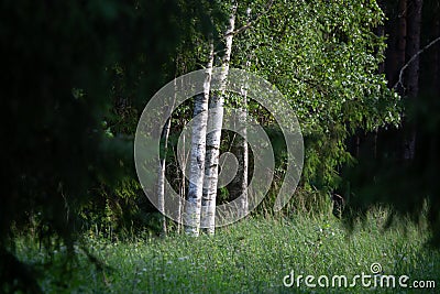 Enchanting Evergreen Symphony: Lush Summer Forest with Fir, Spruce, and Pine Trees Stock Photo