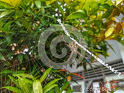 Enchanting Green Canvases: Spiders' Webs in Leafy Surroundings Stock Photo