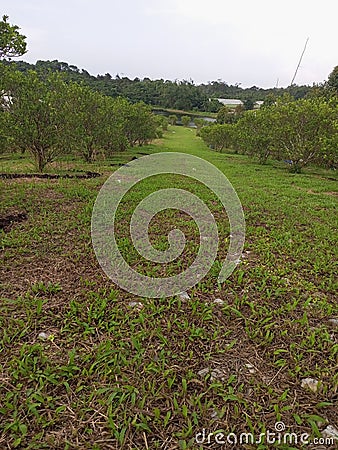 Enchanting green fields. and feel at ease when you are here Stock Photo