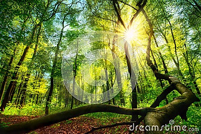 Enchanting green forest scenery Stock Photo