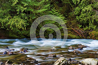 Hiking Along the Salmon River Mt. Hood National Forest Stock Photo