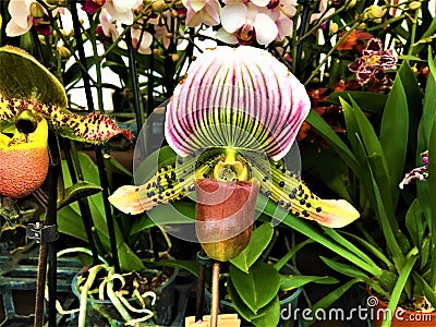 Enchanting orchid, beauty, nature and magic Stock Photo