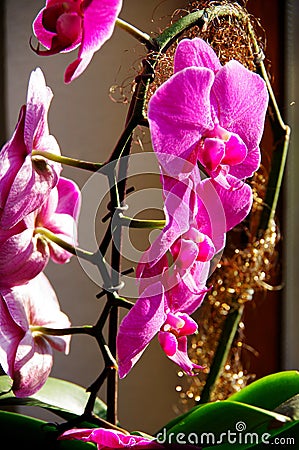 Enchanting orchid blossom in violet in natural sidelight with brightening Stock Photo