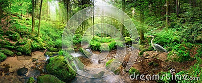 Enchanting panoramic forest scenery in soft light Stock Photo