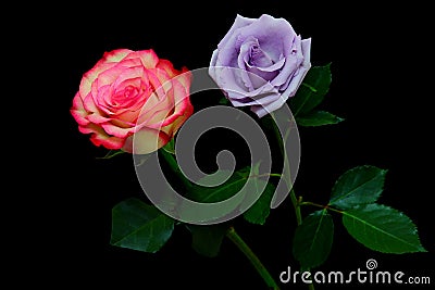 Enchanting and romantic pair of pink and light purple roses on dark backdrop Stock Photo