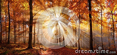 Enchanting sun rays in a forest in autumn Stock Photo