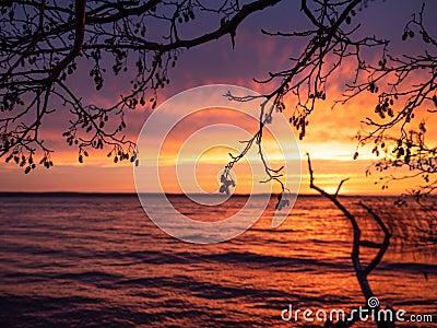 Enchanting sunrise on the lake with silhouettes of alder branches Stock Photo