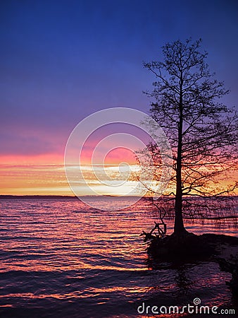 Enchanting sunrise on the lake with a tree silhouette Stock Photo