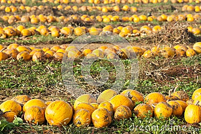 Enclosed Field with row of ripe pumpkins Stock Photo