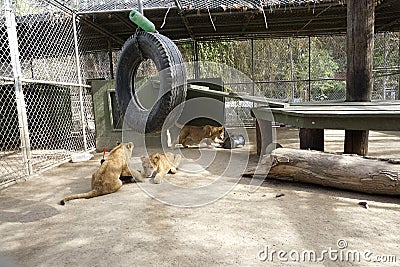 enclosure after returning home after Creek Fire Editorial Stock Photo