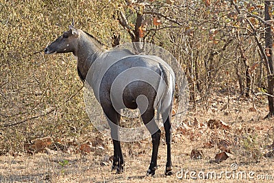 Encounter with nilgai of the blue bull Stock Photo
