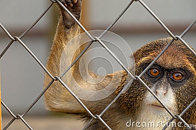 Encounters with the De Brazza Monkey: A Zoo Experience Stock Photo