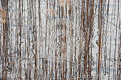 Abstract reeds and reflections in the water of a lake Stock Photo