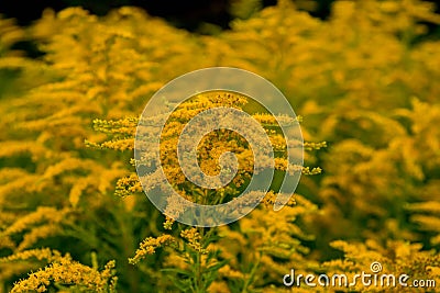 Yellow goldenrod flowers. Stock Photo