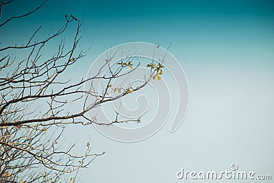 At the end of the twigs near dusk, Stock Photo