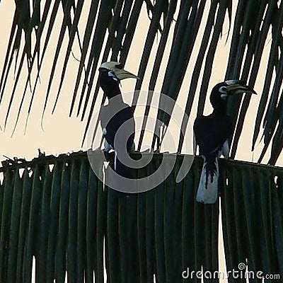 The endanger hornbill couple in Sabahmas.. the latepost Stock Photo