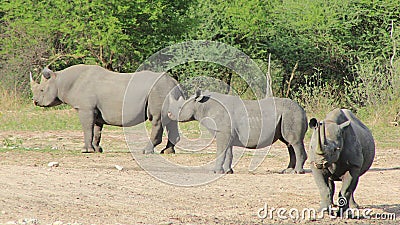 Endangered African black Rhino - Fortress 2 Stock Photo