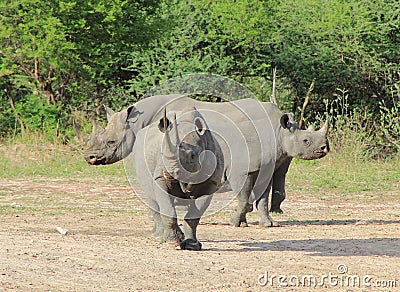 Endangered African black Rhino - Fortress Stock Photo