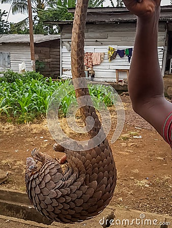 Endangered African pangolin being held up for sale by poacher at side of road, Cameroon, Africa Stock Photo