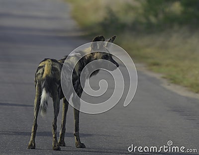 Endangered African wild dog during safari in kruger Stock Photo