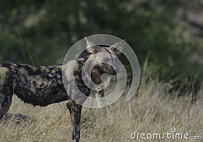 Endangered African wild dog during safari in kruger Stock Photo