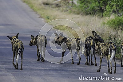 Endangered African wild dog during safari in kruger Stock Photo